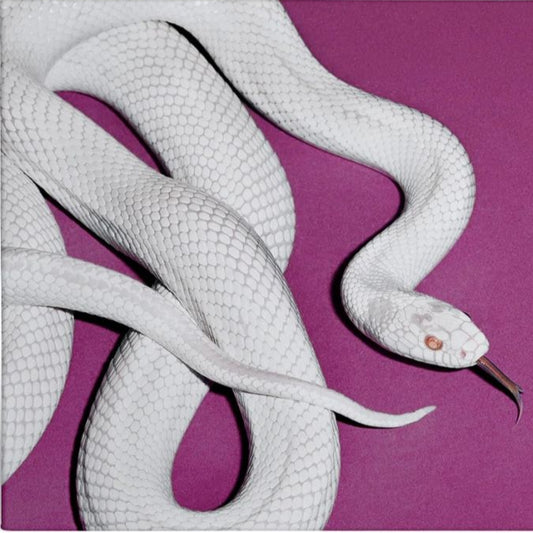 DEFTONES - Private Music LP (Grey/Alt. Cover)