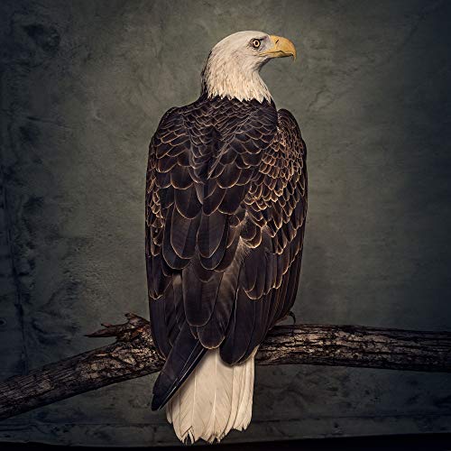 CLUTCH - Book Of Bad Decisions 2LP